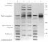 SeaKem® Agaroses for Protein Applications