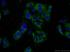 Anti-MYO19 Rabbit Polyclonal Antibody