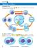 Guide, mitosis W online lesson