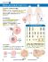 Guide, meiosis W online lesson