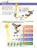 Guide, food webs W online lesson