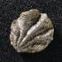 Nicaisolopha (Ostrea) sp. (Cretaceous)