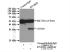 Anti-DNASE2 Rabbit Polyclonal Antibody