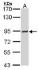 Anti-DNA Ligase III Mouse Monoclonal Antibody [clone: 1F3]