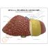 GPI Anatomicals® Liver Pathology Model