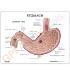 GPI Anatomicals® Basic Stomach Model