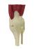 GPI Anatomicals® Mini Joint Set Model, Muscled